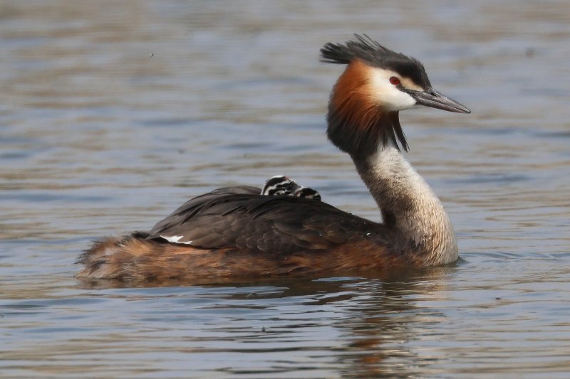 Broedvogelmonitoring 2024